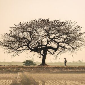 Grøn teknologi: Kan innovation redde klimaet?