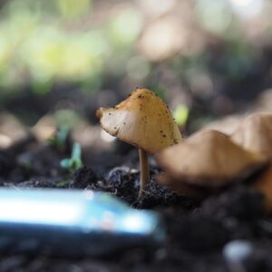 Sådan påvirker lattergas din krop og hjerne