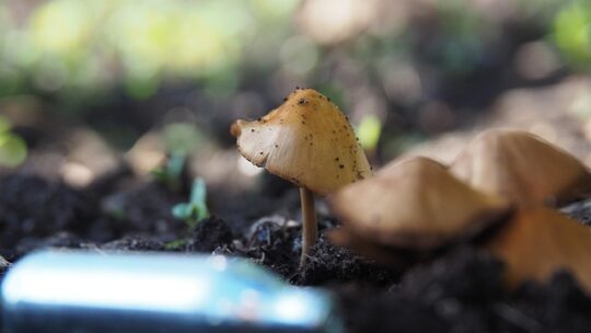 Sådan påvirker lattergas din krop og hjerne