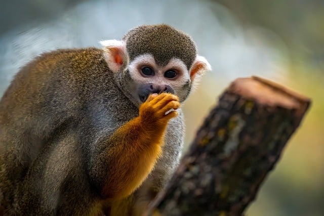 Auf leisen pfoten: Wildtiere in ihrer natürlichen umgebung entdecken